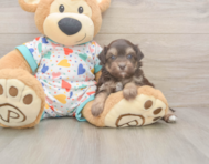8 week old Havapoo Puppy For Sale - Lone Star Pups