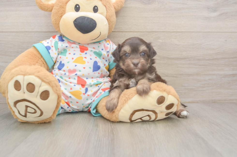 5 week old Havapoo Puppy For Sale - Lone Star Pups