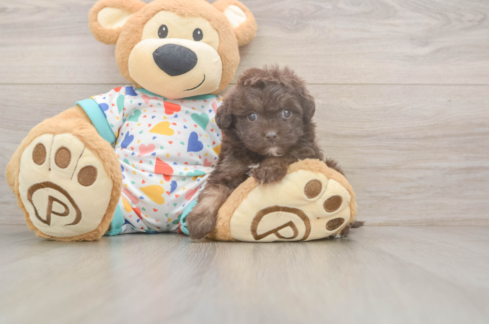 5 week old Havapoo Puppy For Sale - Lone Star Pups