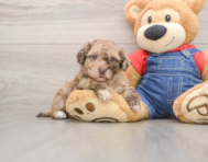8 week old Havapoo Puppy For Sale - Lone Star Pups