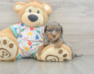 8 week old Havapoo Puppy For Sale - Lone Star Pups