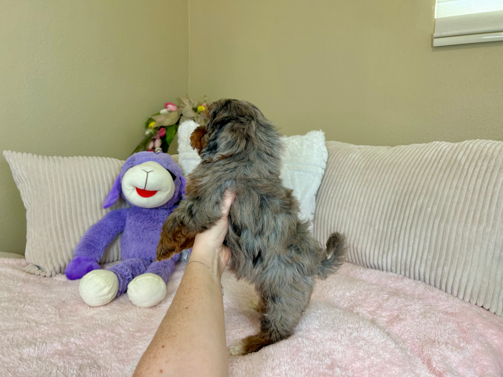 Havapoo Puppy for Adoption