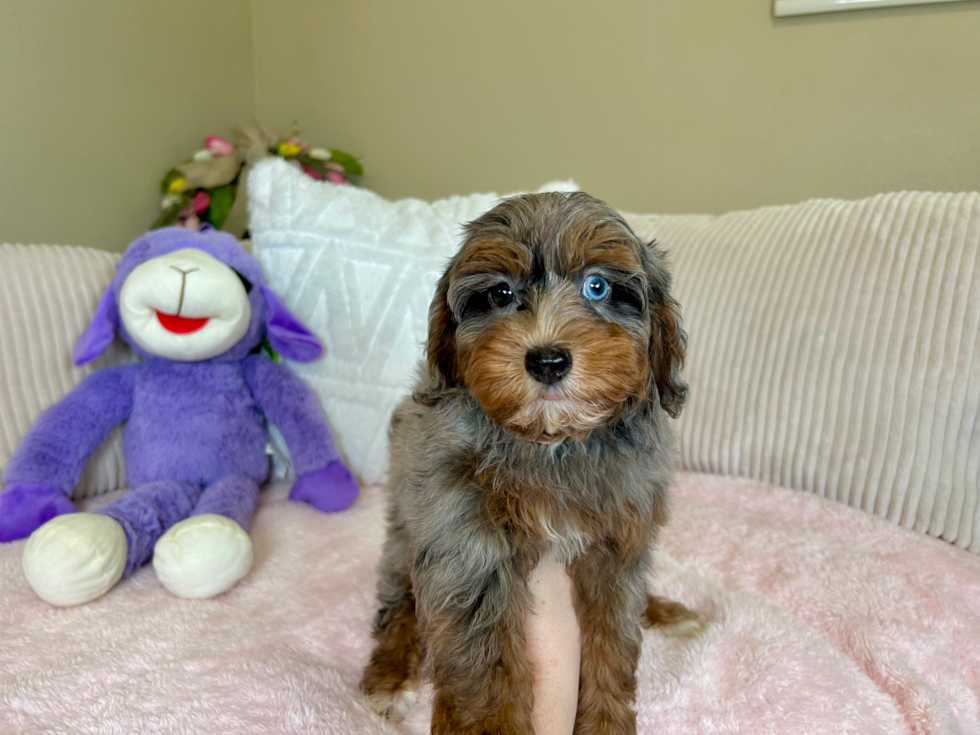 Havapoo Pup Being Cute