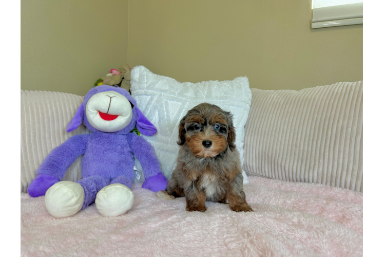 Havapoo Puppy for Adoption