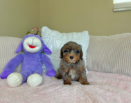 10 week old Havapoo Puppy For Sale - Lone Star Pups