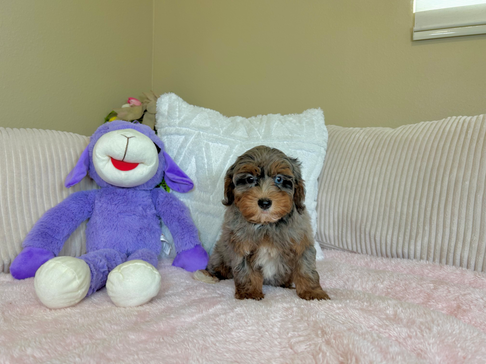 Havapoo Puppy for Adoption