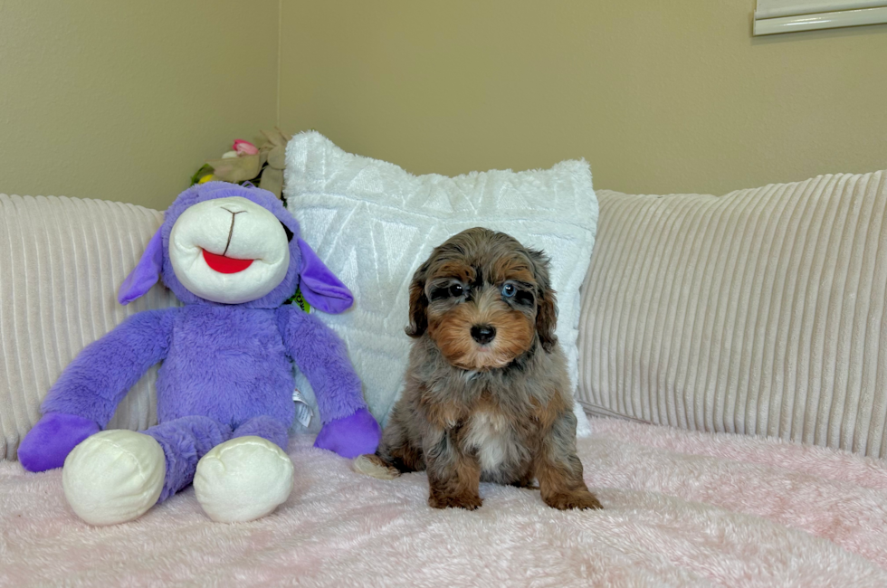 10 week old Havapoo Puppy For Sale - Lone Star Pups