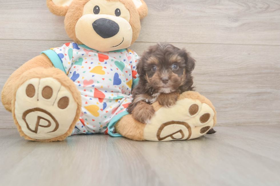5 week old Havapoo Puppy For Sale - Lone Star Pups