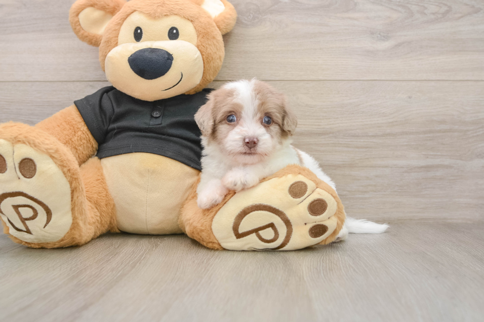 Popular Havapoo Poodle Mix Pup