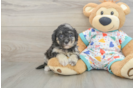Havapoo Puppy for Adoption