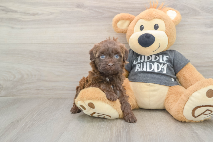 Petite Havapoo Poodle Mix Pup