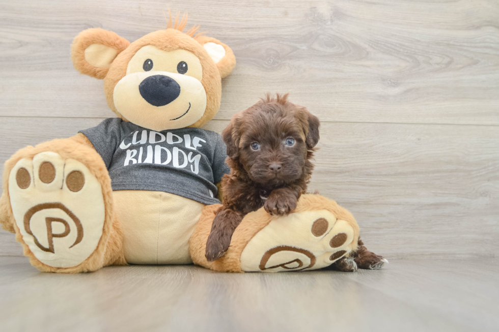 Popular Havapoo Poodle Mix Pup