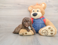 8 week old Havapoo Puppy For Sale - Lone Star Pups