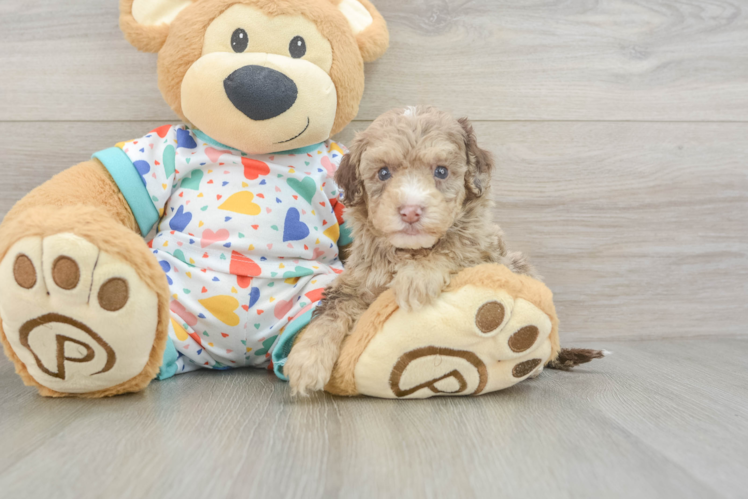 Friendly Havapoo Baby
