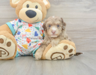 8 week old Havapoo Puppy For Sale - Lone Star Pups