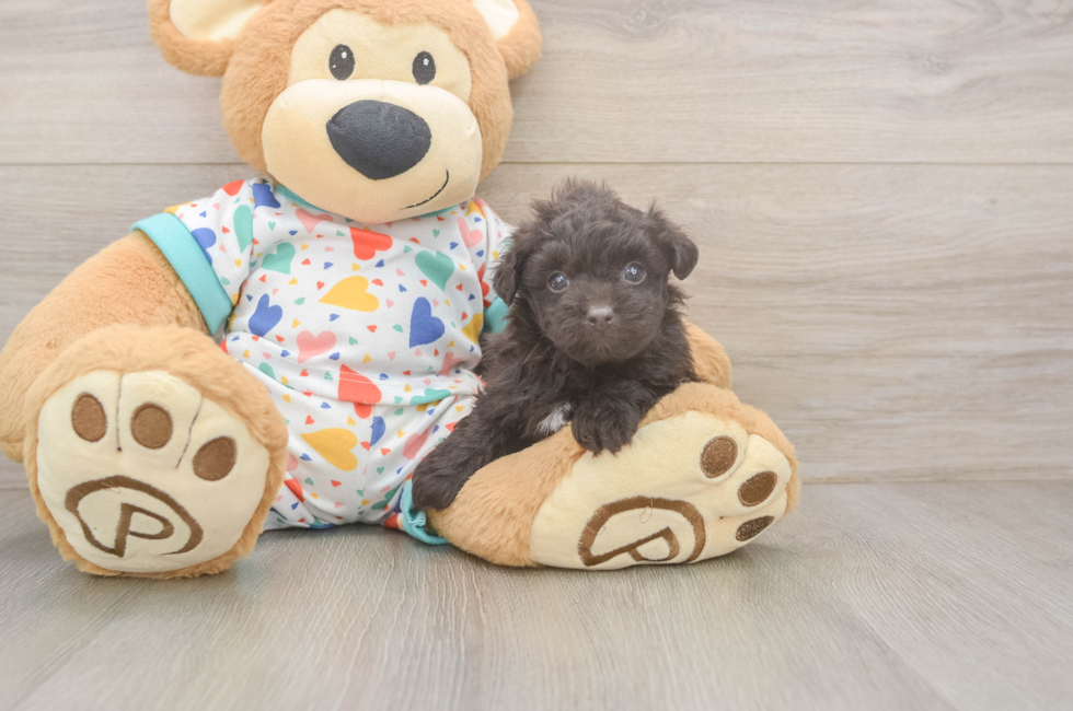 5 week old Havapoo Puppy For Sale - Lone Star Pups