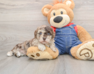 8 week old Havapoo Puppy For Sale - Lone Star Pups