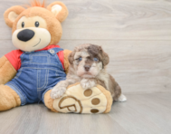 8 week old Havapoo Puppy For Sale - Lone Star Pups