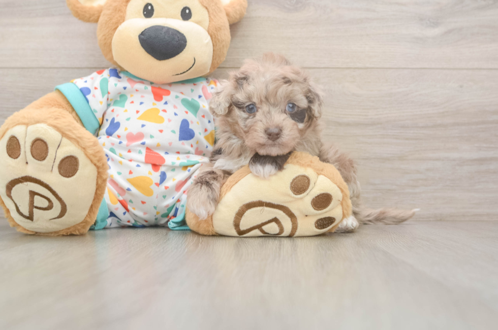 5 week old Havapoo Puppy For Sale - Lone Star Pups