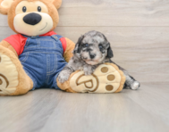 8 week old Havapoo Puppy For Sale - Lone Star Pups