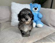 10 week old Havapoo Puppy For Sale - Lone Star Pups