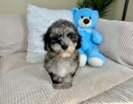 10 week old Havapoo Puppy For Sale - Lone Star Pups
