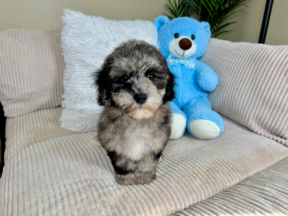 Havapoo Puppy for Adoption