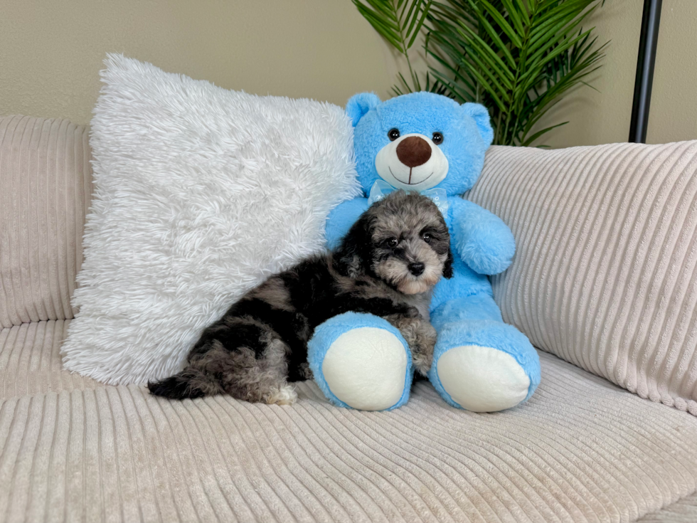 Cute Havapoo Baby