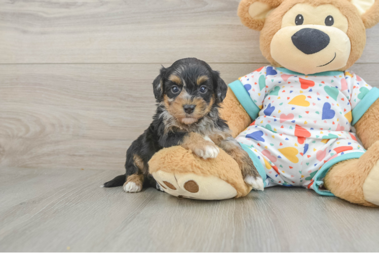 Energetic Havadoodle Poodle Mix Puppy