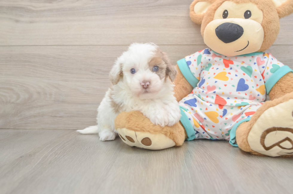 5 week old Havapoo Puppy For Sale - Lone Star Pups