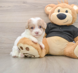 8 week old Havapoo Puppy For Sale - Lone Star Pups