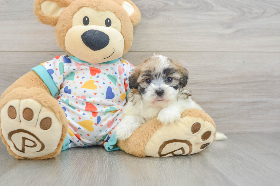 5 week old Havapoo Puppy For Sale - Lone Star Pups
