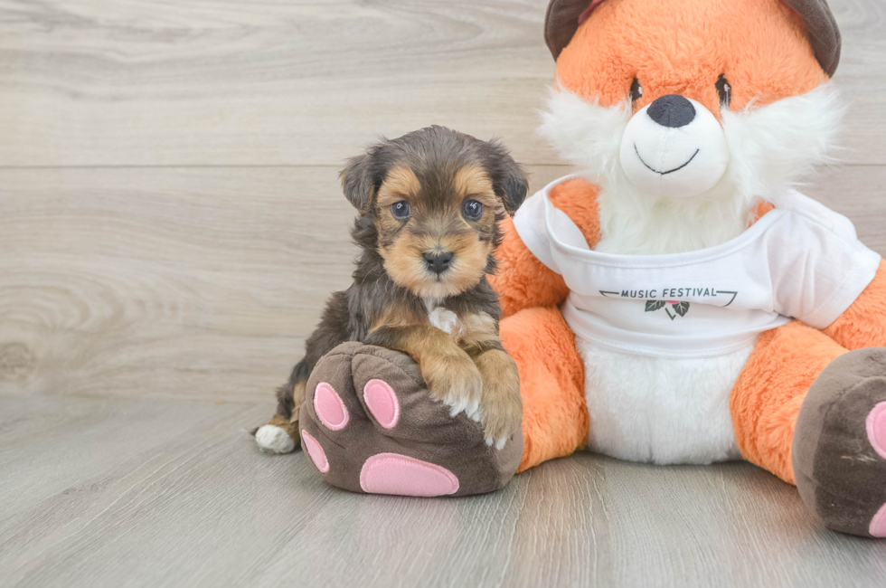 5 week old Havapoo Puppy For Sale - Lone Star Pups
