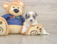 7 week old Havapoo Puppy For Sale - Lone Star Pups