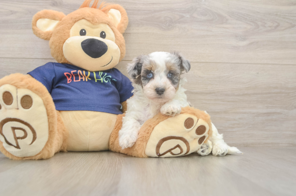 5 week old Havapoo Puppy For Sale - Lone Star Pups