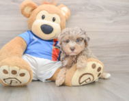 7 week old Havapoo Puppy For Sale - Lone Star Pups