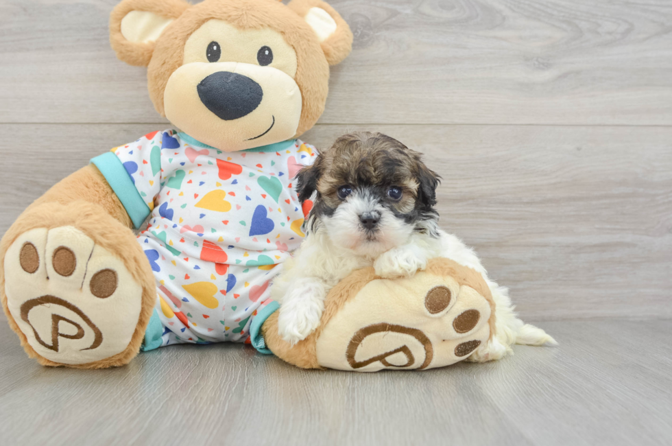 5 week old Havapoo Puppy For Sale - Lone Star Pups