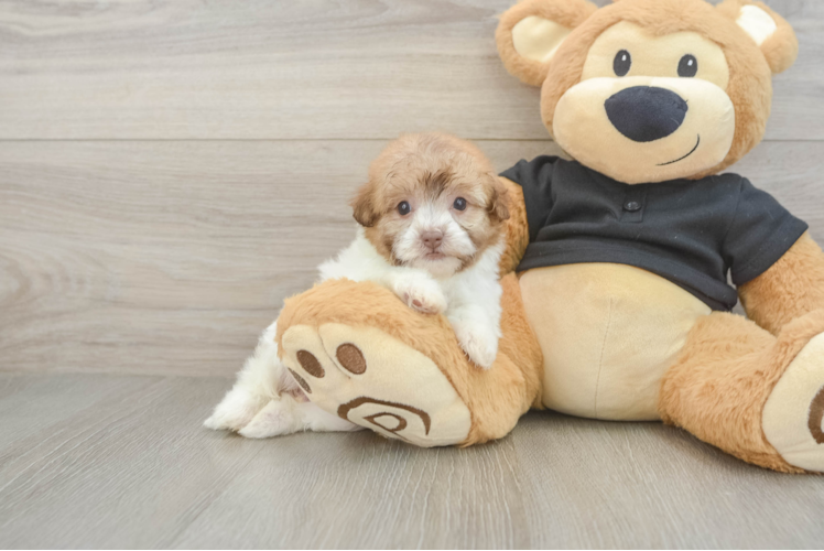 Funny Havapoo Poodle Mix Pup