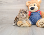 6 week old Havapoo Puppy For Sale - Lone Star Pups