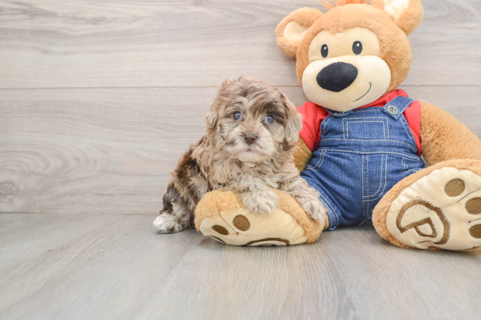 Havapoo Pup Being Cute