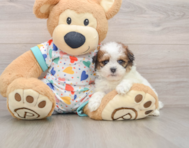 8 week old Havapoo Puppy For Sale - Lone Star Pups