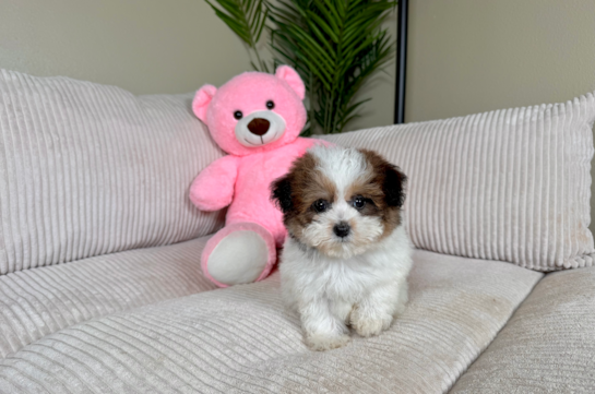 Havapoo Puppy for Adoption