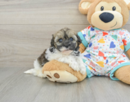 6 week old Havapoo Puppy For Sale - Lone Star Pups