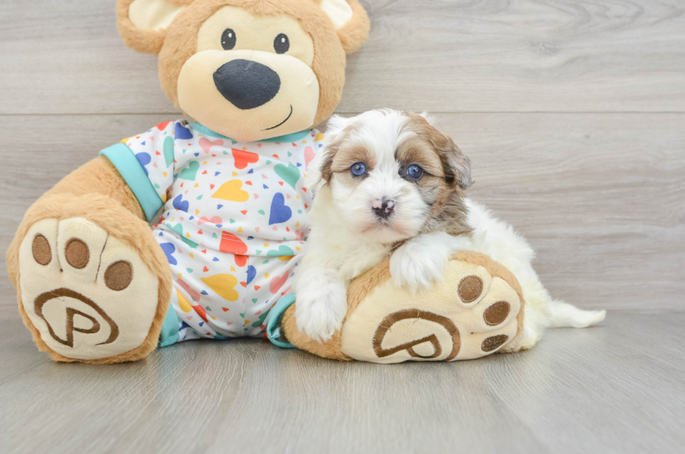 5 week old Havapoo Puppy For Sale - Lone Star Pups