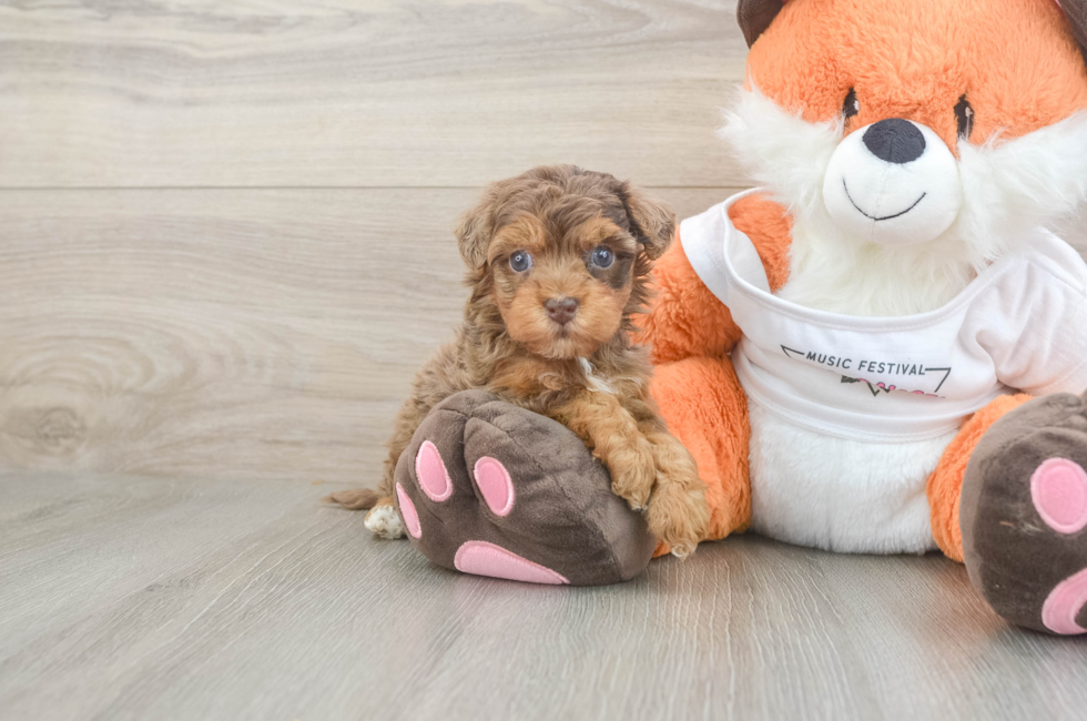 5 week old Havapoo Puppy For Sale - Lone Star Pups