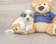 9 week old Havapoo Puppy For Sale - Lone Star Pups