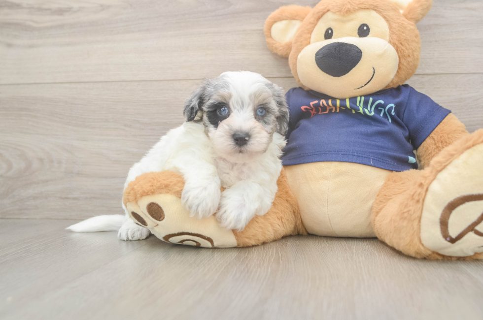 5 week old Havapoo Puppy For Sale - Lone Star Pups
