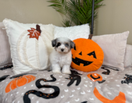 9 week old Havapoo Puppy For Sale - Lone Star Pups