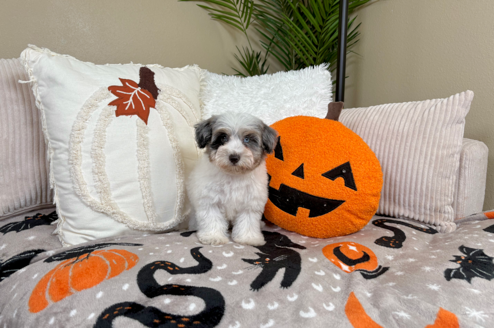 10 week old Havapoo Puppy For Sale - Lone Star Pups