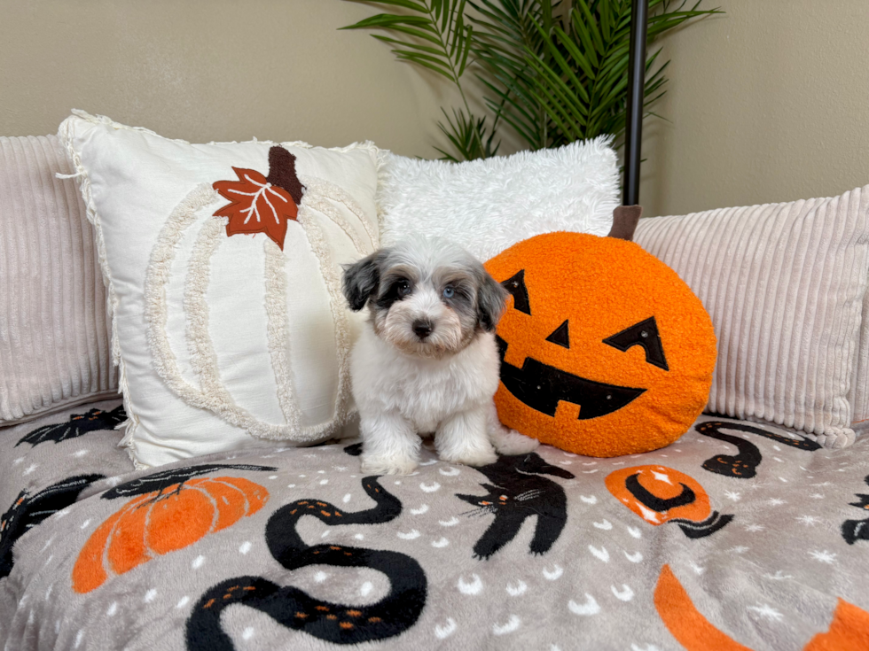 Cute Havapoo Poodle Mix Pup